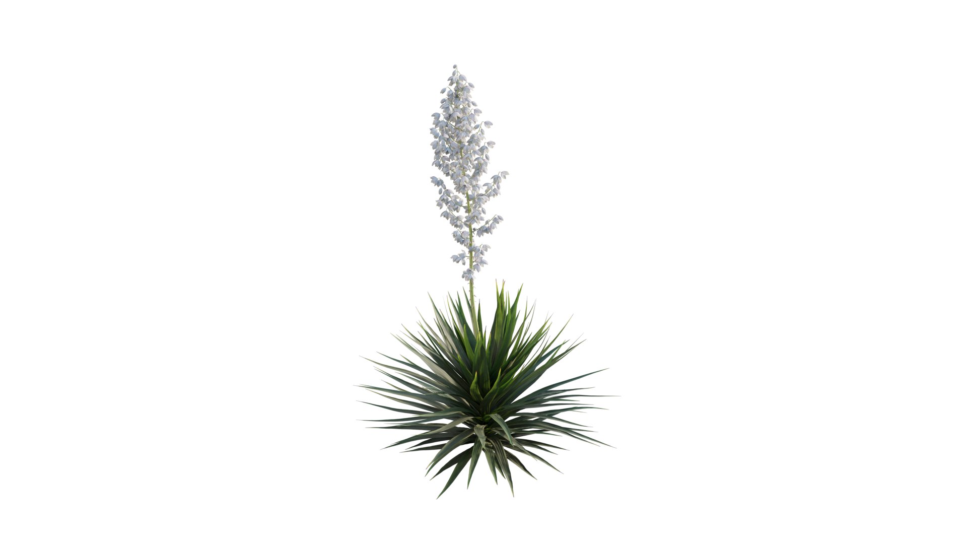 Yucca gloriosa 01 model https://p.turbosquid.com/ts-thumb/aw/q6eGy1/wa/3dtree_yucca_gloriosa_02.max/png/1630914350/1920x1080/fit_q87/457afb1368f2e6d7e2ae1623d11032e8533748bb/3dtree_yucca_gloriosa_02.max.jpg