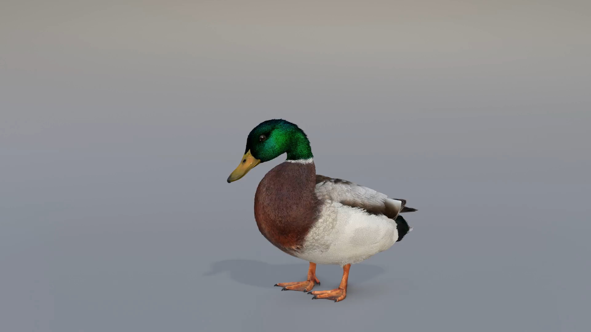Male Mallard Animation 3D model https://p.turbosquid.com/ts-thumb/aw/xdIEUN/NV/jf0l219a6_mallard_male_comb/jpg/1684314082/1920x1080/turn_fit_q99/e8449bcc8c0852b5be89736eeb4e020690bd73ad/jf0l219a6_mallard_male_comb-1.jpg