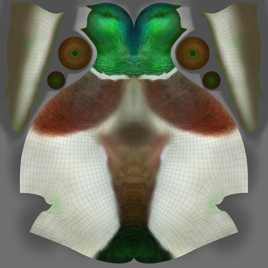 Male Mallard Animation 3D model https://p.turbosquid.com/ts-thumb/aw/xdIEUN/hK/jf0l219a6_mallard_male_uv02/jpg/1684313931/1920x1080/fit_q87/f6474f08cb96cf0a6b55352ec43bf2e77c10bfe0/jf0l219a6_mallard_male_uv02.jpg
