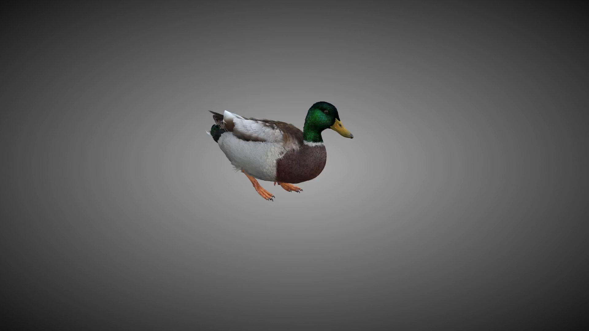 Male Mallard Animation 3D model https://p.turbosquid.com/ts-thumb/aw/xdIEUN/o4/jf0l219a6_mallard_male_eat02/jpg/1684314196/1920x1080/turn_fit_q99/c92a4bc09ddccacb37b5e3630bd0866a5a04b7b0/jf0l219a6_mallard_male_eat02-1.jpg
