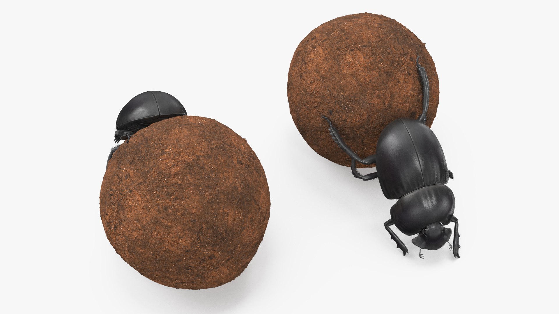 Mud Beetle Pushing Sphere Fur 3D model https://p.turbosquid.com/ts-thumb/ax/5qzWR1/RI/mud_beetle_pushing_sphere_fur_007/jpg/1729501881/1920x1080/fit_q87/e411ce2f0481f364116be3ce1e69f74a21d3e486/mud_beetle_pushing_sphere_fur_007.jpg