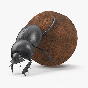 Mud Beetle Pushing Sphere Fur