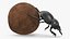 Mud Beetle Pushing Sphere Fur