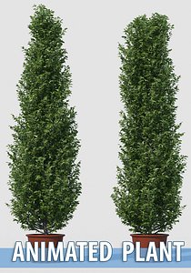 3D model ficus nitida plant animation