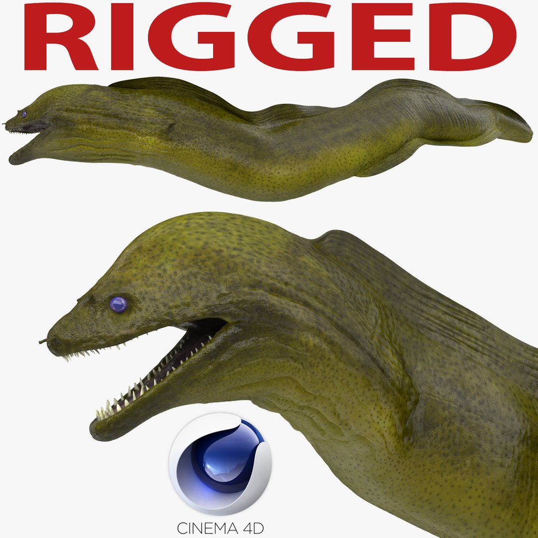Murena Rigged for Cinema 4D 3D model preview