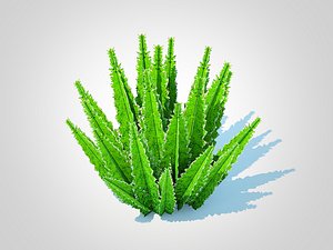 Asparagus densiflorus - Foxtail Fern 3D model