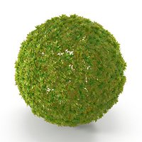 Syntrichia ruralis