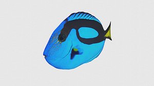 Low Poly Palette Surgeonfish Rigged With Realistic Texture