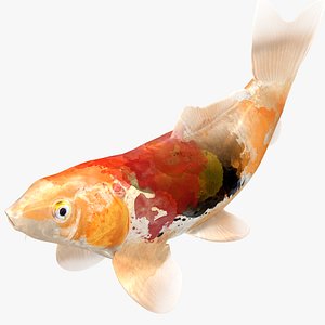 3D Japanese Carp Fish Rigged L1730