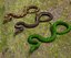 3D model python snake animal
