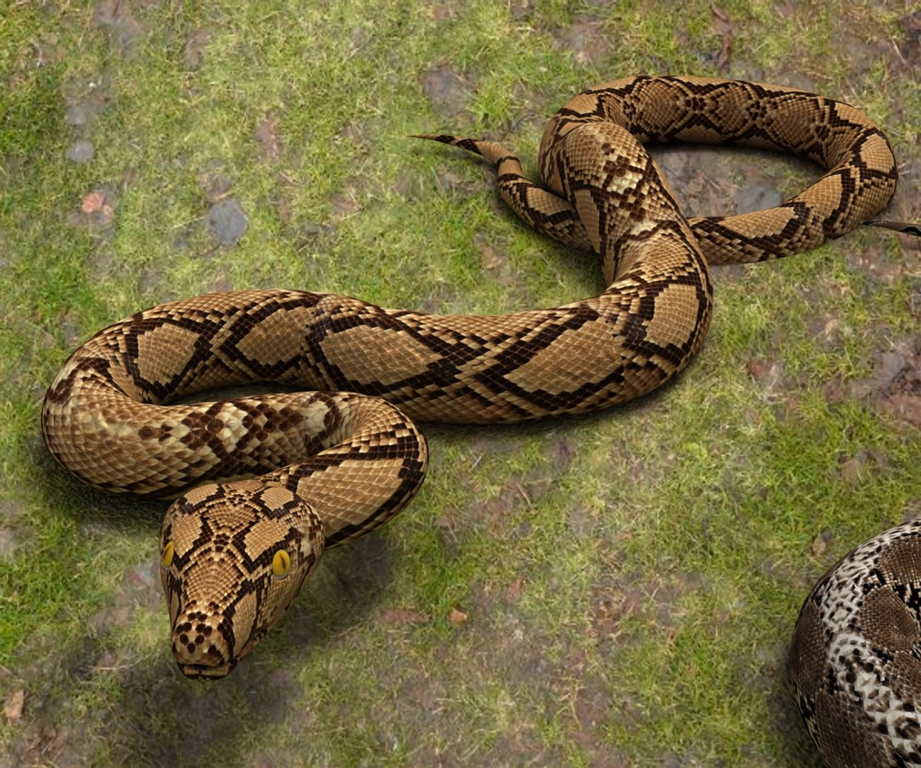 3D Model Python Snake Animal - TurboSquid 1494572
