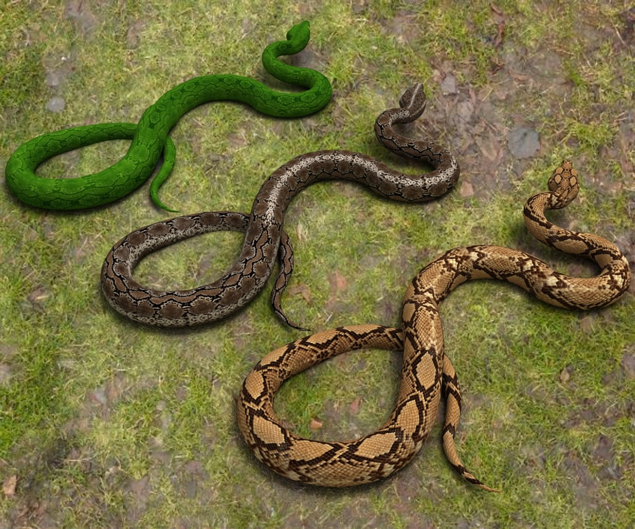 3D Model Python Snake Animal - TurboSquid 1494572