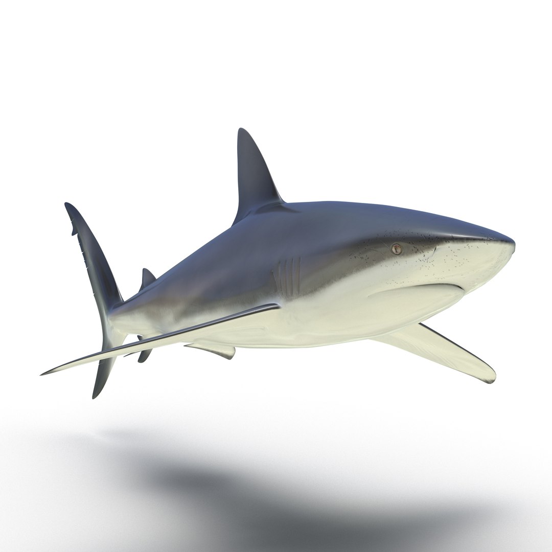 Dusky Shark 3D Model 3D model preview