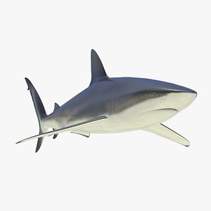 Dusky Shark 3D Model