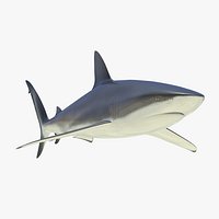 Dusky Shark 3D Model