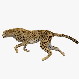 3D cheetah fur animation