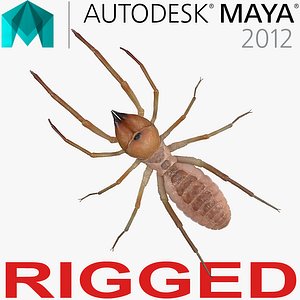 3D camel spider rigged model