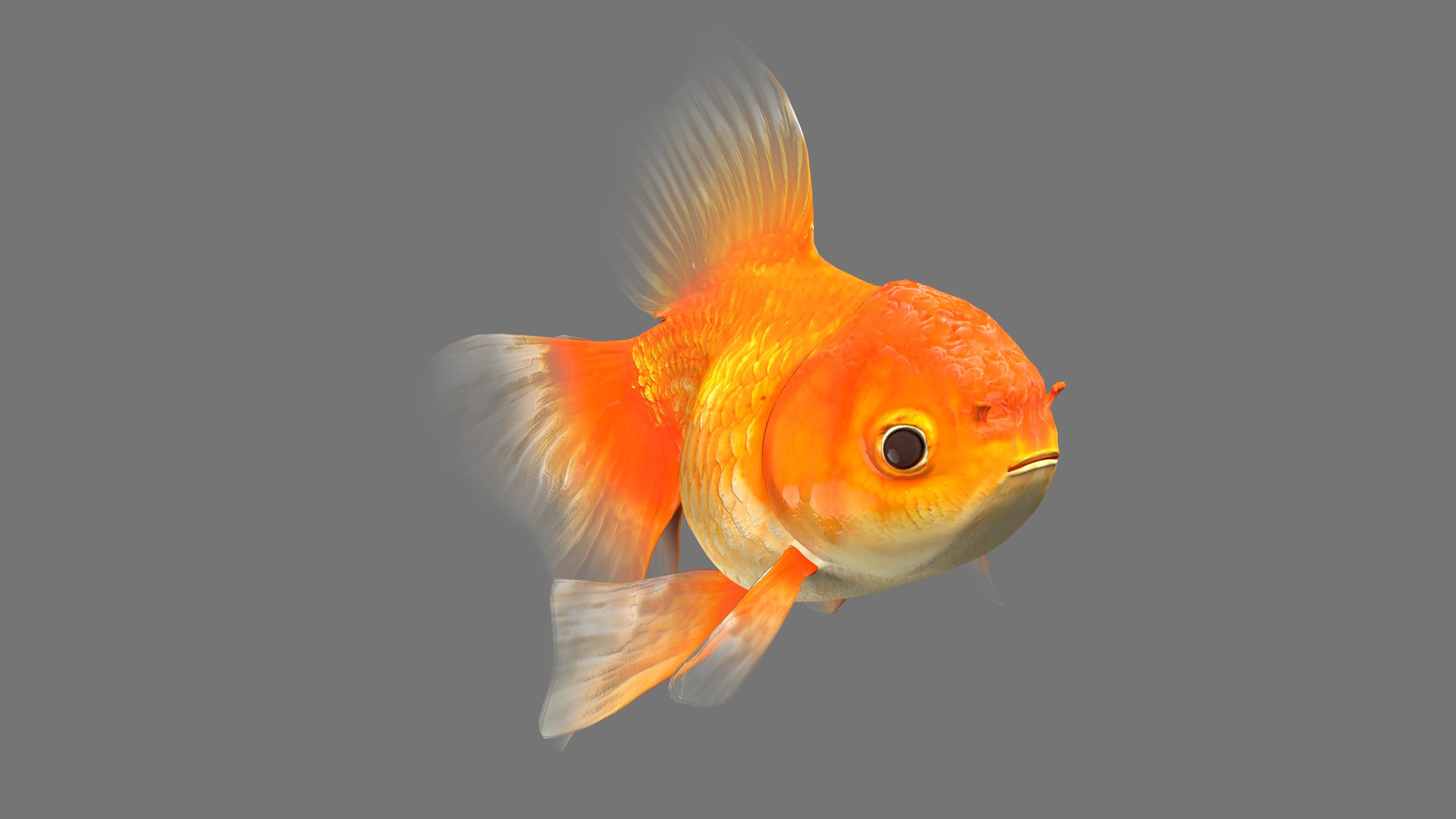 3D Goldfish-Animated - TurboSquid 2014728