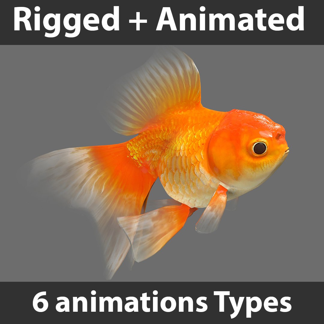 3D Goldfish-Animated-T1 - TurboSquid 2014728