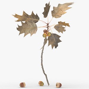 3D A branch of a sharp-leaved oak model