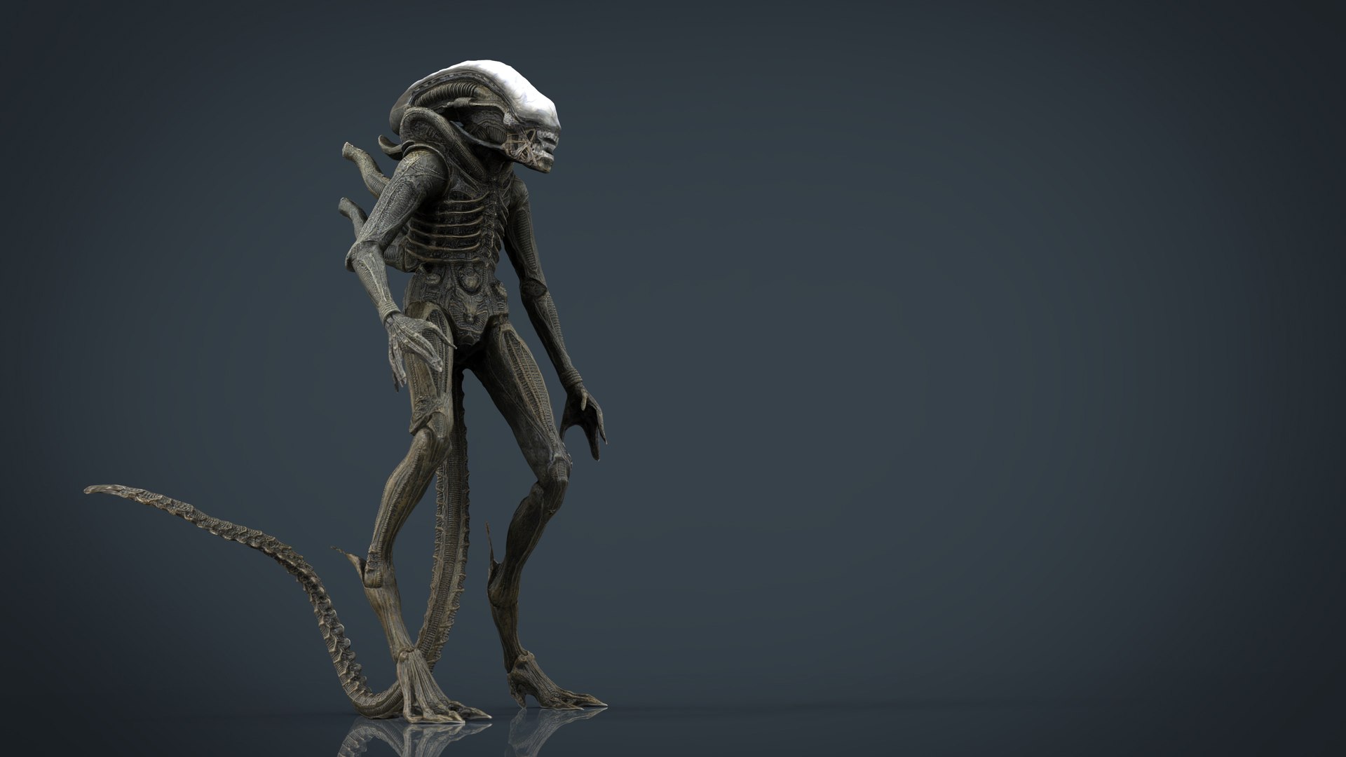 3D model alien xenomorph https://p.turbosquid.com/ts-thumb/ay/Z49OJX/IIXKWHzz/alienxenomorph.300/jpg/1492970550/1920x1080/fit_q87/0a4626fc97e50fba4166b2df166a6cbda63937c9/alienxenomorph.300.jpg
