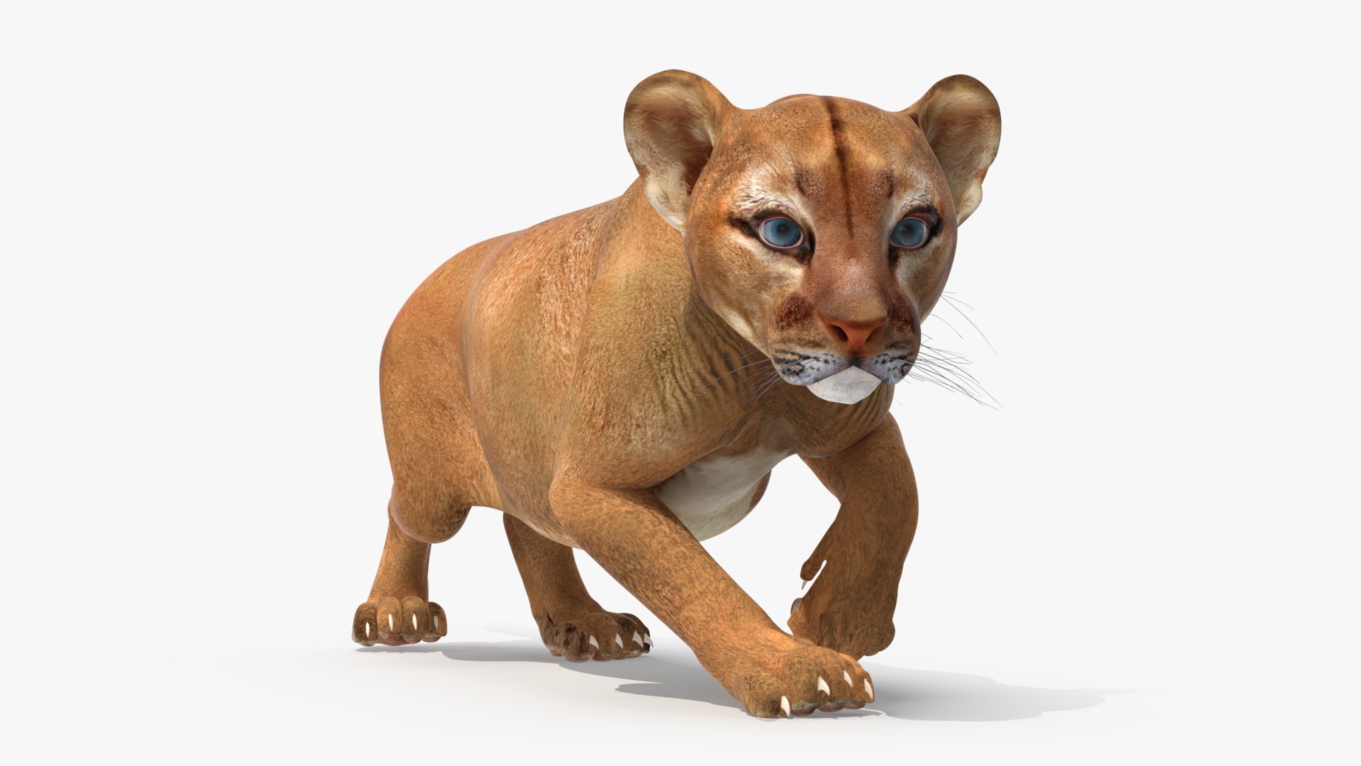 Puma Cub Rigged for Cinema 4D 3D model preview