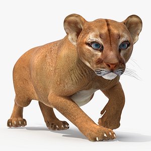 Puma Cub Rigged for Cinema 4D 3D