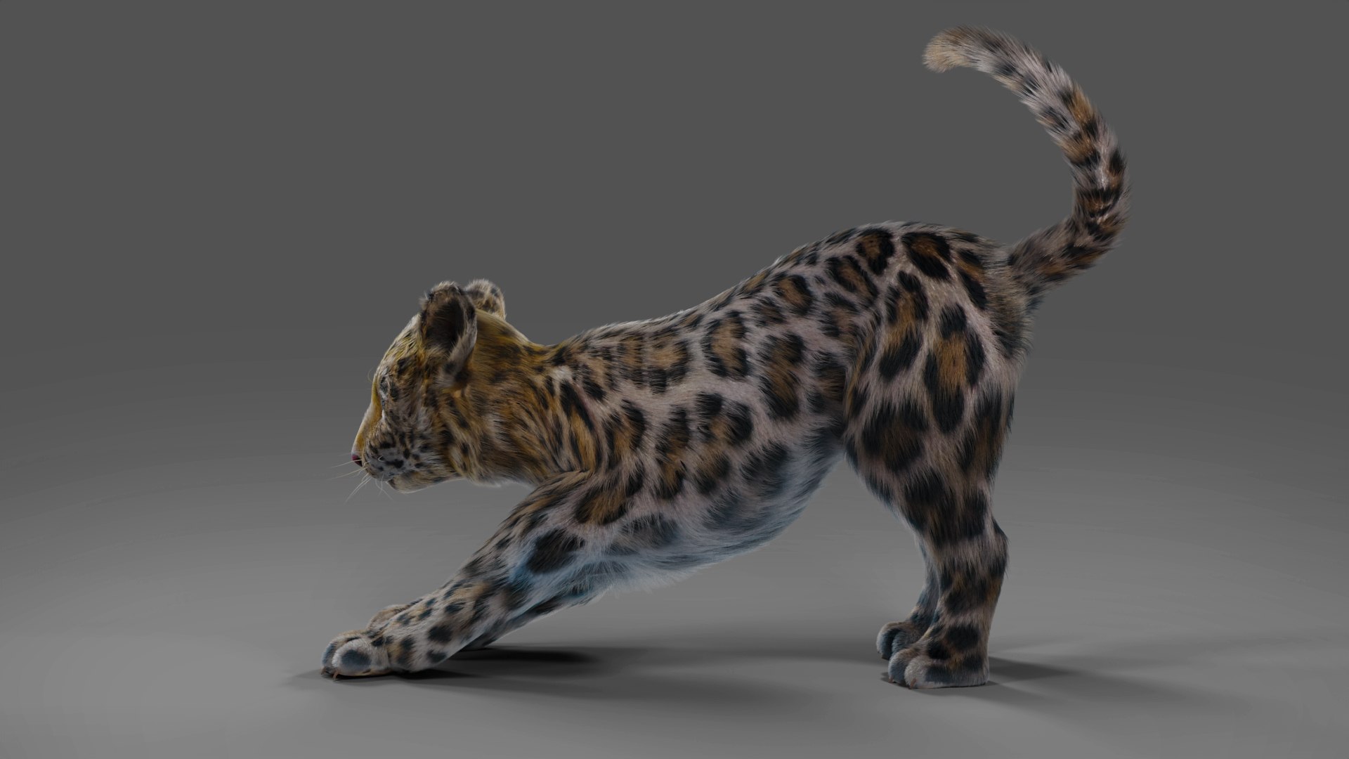 Fur Baby Jaguar Rigged in Blender 3D model https://p.turbosquid.com/ts-thumb/ay/lEXtU1/GW/07/jpg/1675957441/1920x1080/fit_q87/e00e53c94282cd3ee2133790a8715683826b5b90/07.jpg