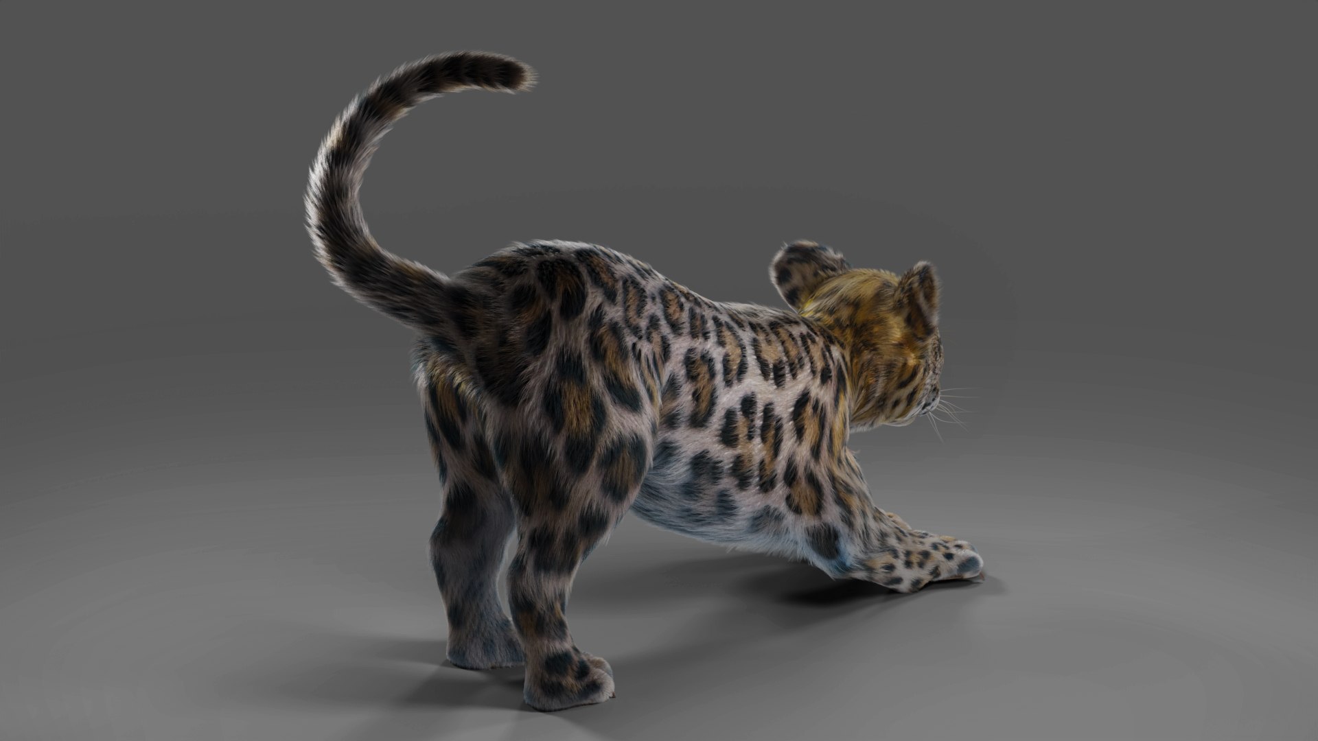 Fur Baby Jaguar Rigged in Blender 3D model https://p.turbosquid.com/ts-thumb/ay/lEXtU1/fI/02/jpg/1675957438/1920x1080/fit_q87/faa9bc022d627d78ccc21974b7c8ccb53f48e43f/02.jpg