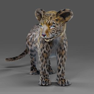 Fur Baby Jaguar Rigged in Blender 3D model