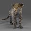 Fur Baby Jaguar Rigged in Blender