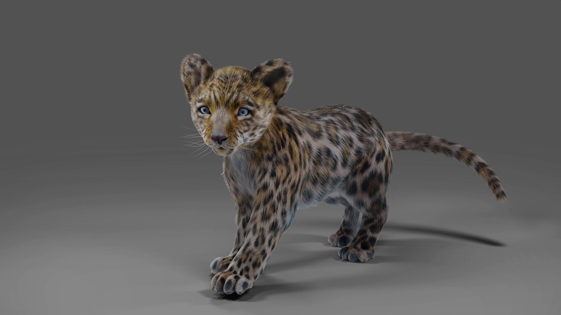 Fur Baby Jaguar Rigged in Blender 3D model https://p.turbosquid.com/ts-thumb/ay/lEXtU1/tq/01/jpg/1675957436/1920x1080/fit_q87/fcd10af75908e04a4f28940b1fb954e9ba0eb7b7/01.jpg