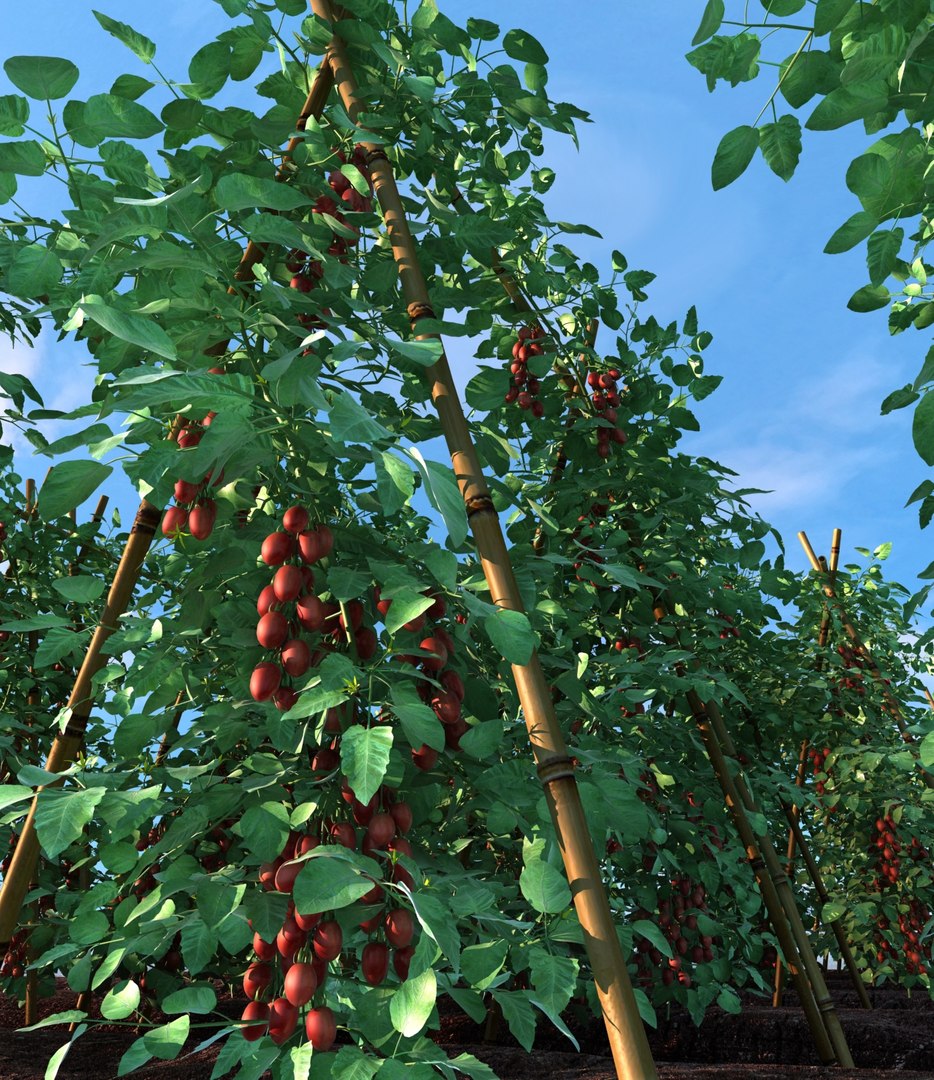 max cherry tomatoes field https://p.turbosquid.com/ts-thumb/az/9JO9jp/StHOhTx6/color01/jpg/1477104968/1920x1080/fit_q87/6056968ea3a0a20f6d6e86caa90d0784a87f11bc/color01.jpg