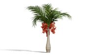 Buccaneer Palm Tree Collection