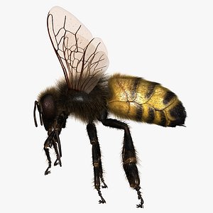 Honeybee (ANIMATED) (FUR)