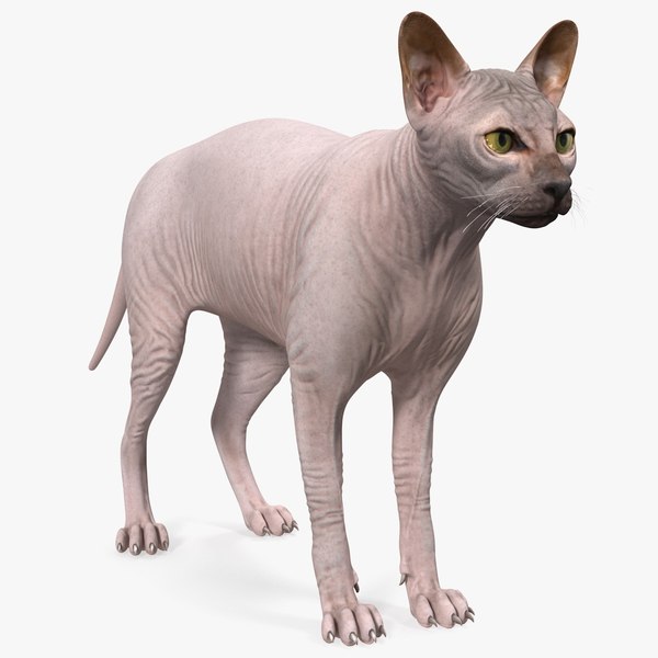 dark cream sphynx cat 3D model