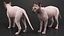 dark cream sphynx cat 3D model