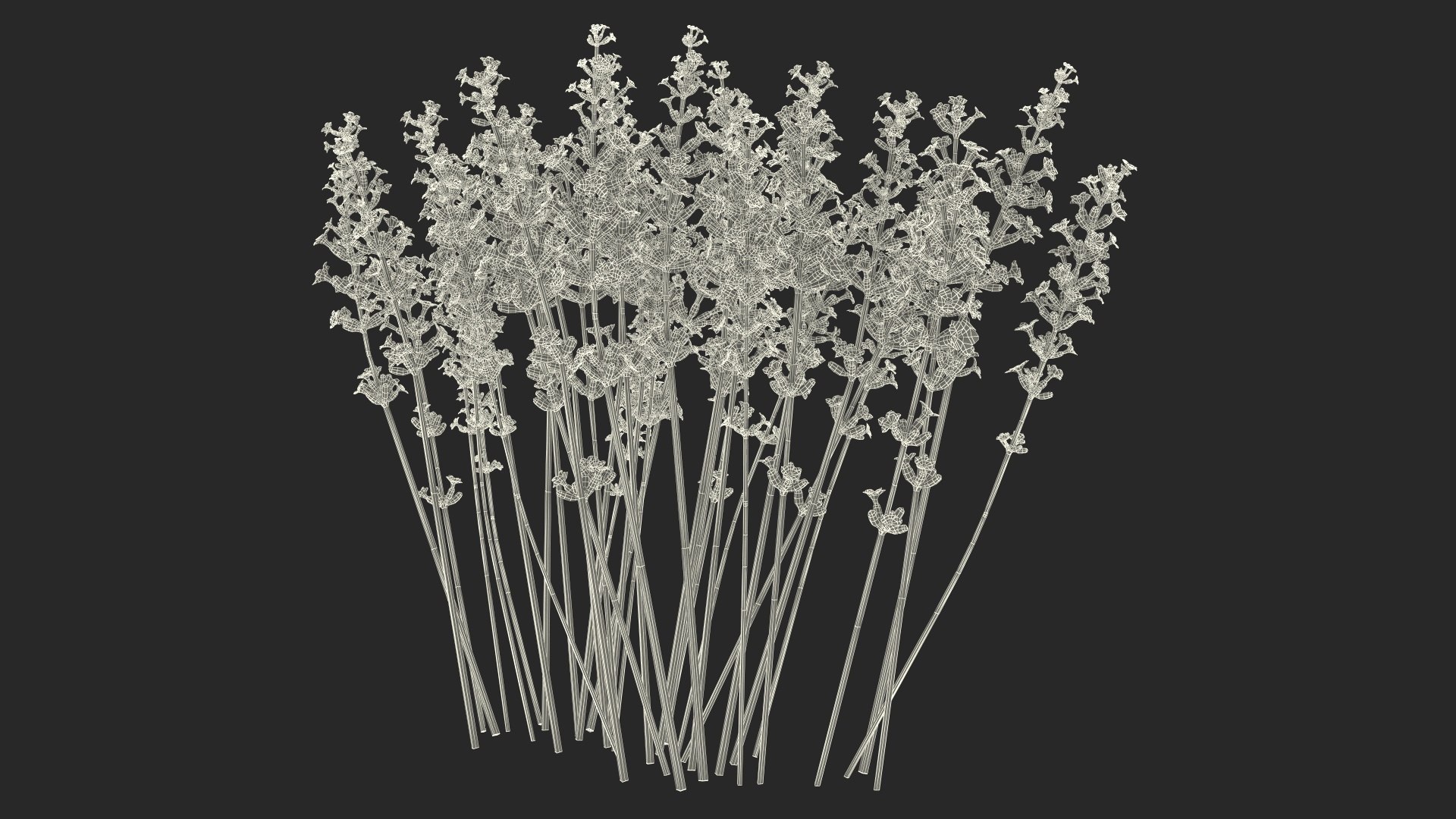 Cluster of Lavender Flower 3D model https://p.turbosquid.com/ts-thumb/az/RHqrEO/1d/clusteroflavenderflowerc4dmodel028/jpg/1708242979/1920x1080/fit_q87/0779048868b8e6367abe0e1f38926973aae2a972/clusteroflavenderflowerc4dmodel028.jpg