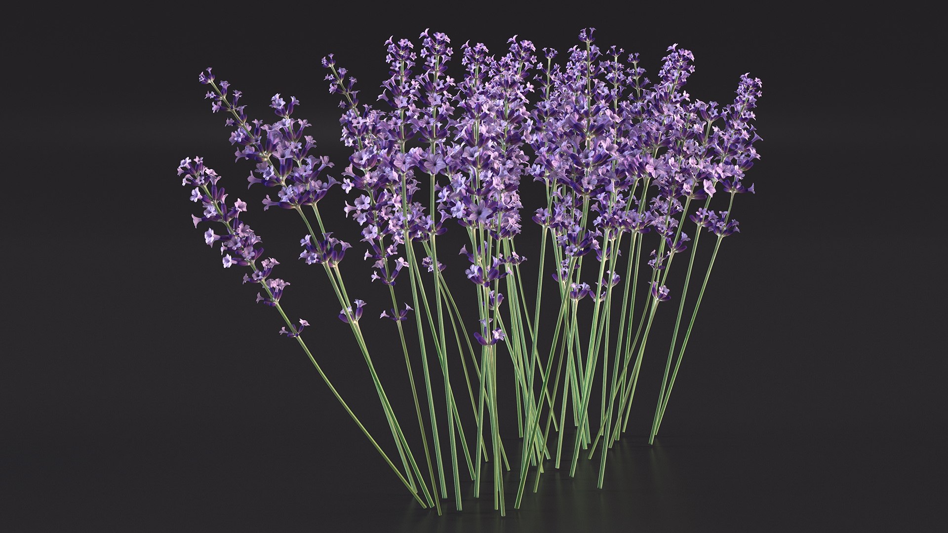 Cluster of Lavender Flower 3D model https://p.turbosquid.com/ts-thumb/az/RHqrEO/C7/clusteroflavenderflowerc4dmodel008/jpg/1708242904/1920x1080/fit_q87/7090136847437b16ae2f906874fa5e07c92820e0/clusteroflavenderflowerc4dmodel008.jpg