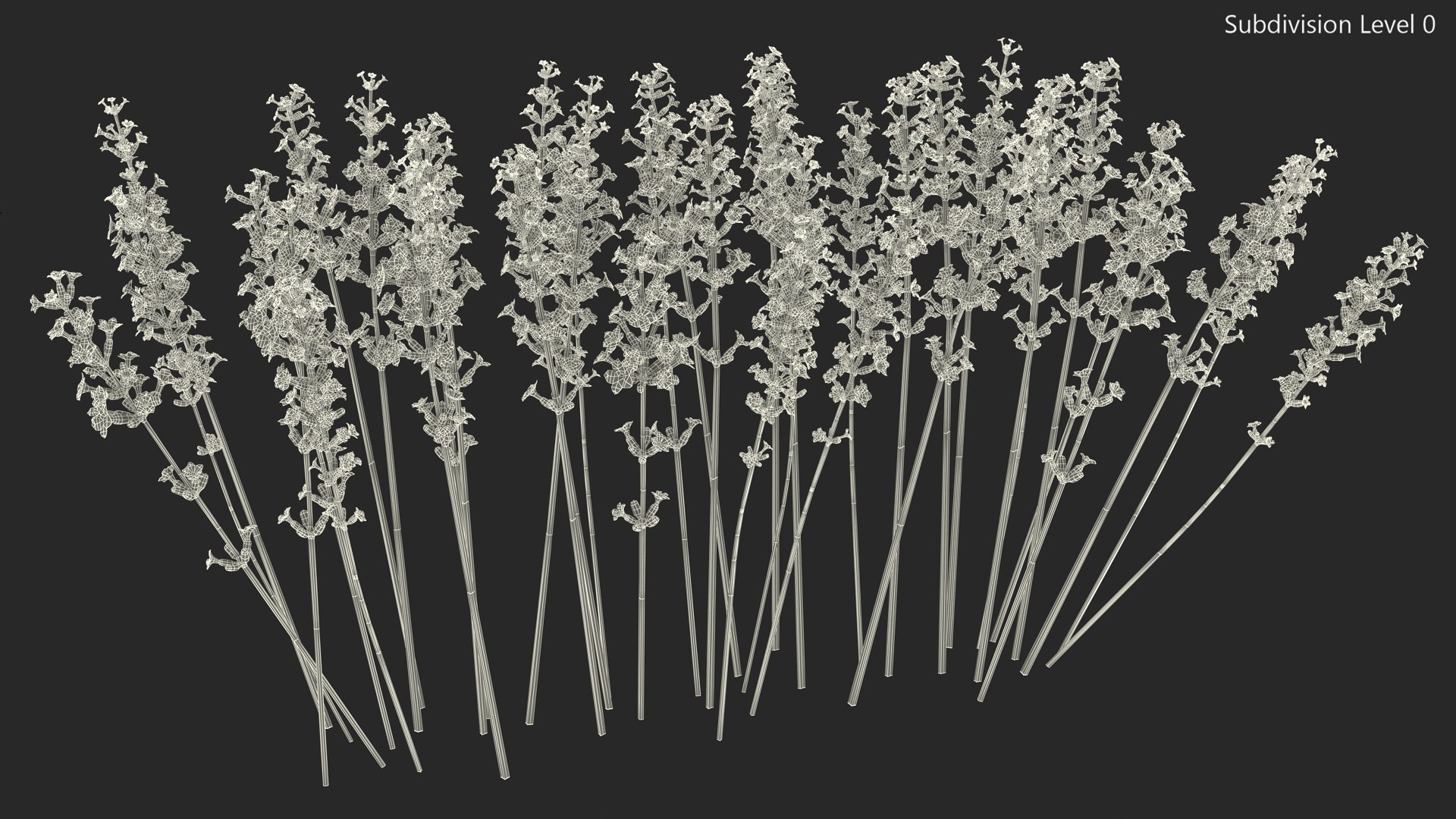 Cluster of Lavender Flower 3D model https://p.turbosquid.com/ts-thumb/az/RHqrEO/R4/clusteroflavenderflowerc4dmodel018/jpg/1708242941/1920x1080/fit_q87/33e00e082261e32e5f7251d369a965ebe535a734/clusteroflavenderflowerc4dmodel018.jpg
