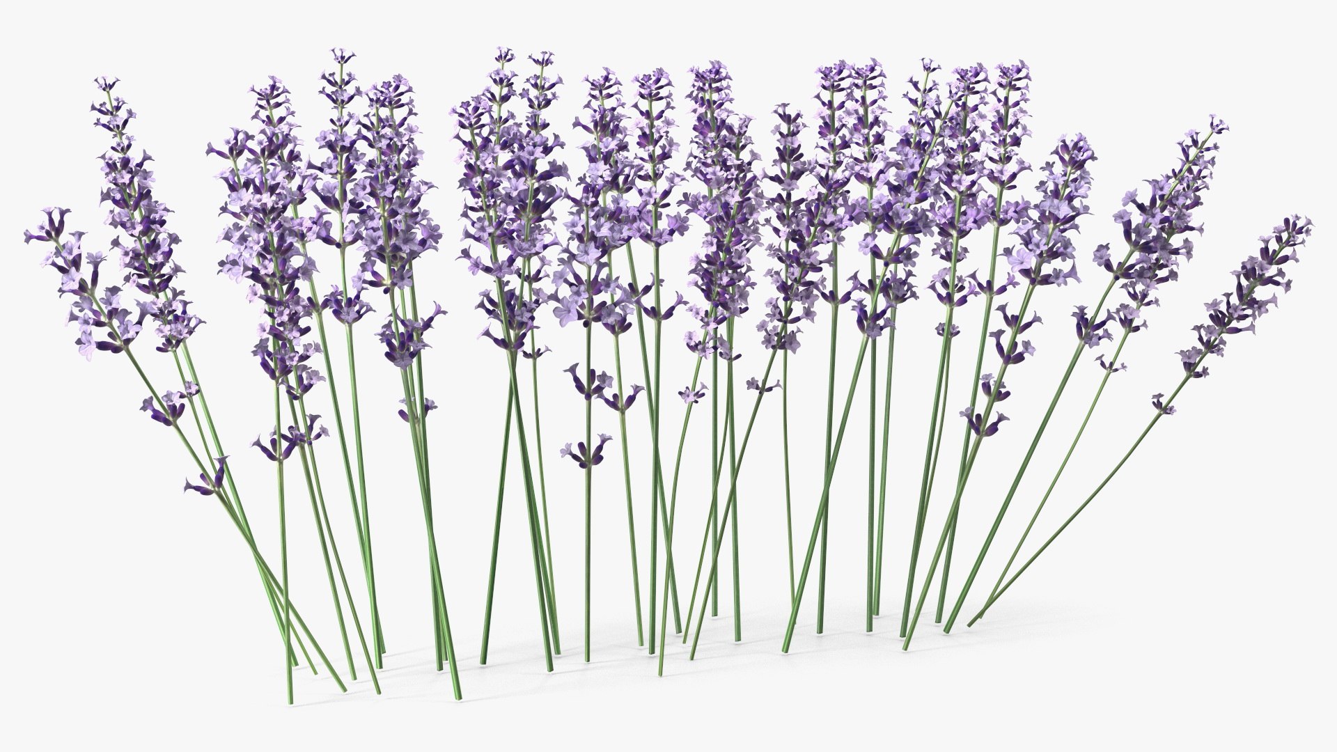 Cluster of Lavender Flower 3D model https://p.turbosquid.com/ts-thumb/az/RHqrEO/Ru/clusteroflavenderflowerc4dmodel009/jpg/1708242908/1920x1080/fit_q87/e6031d5267d639de00dcfee73256fb2ce976f937/clusteroflavenderflowerc4dmodel009.jpg