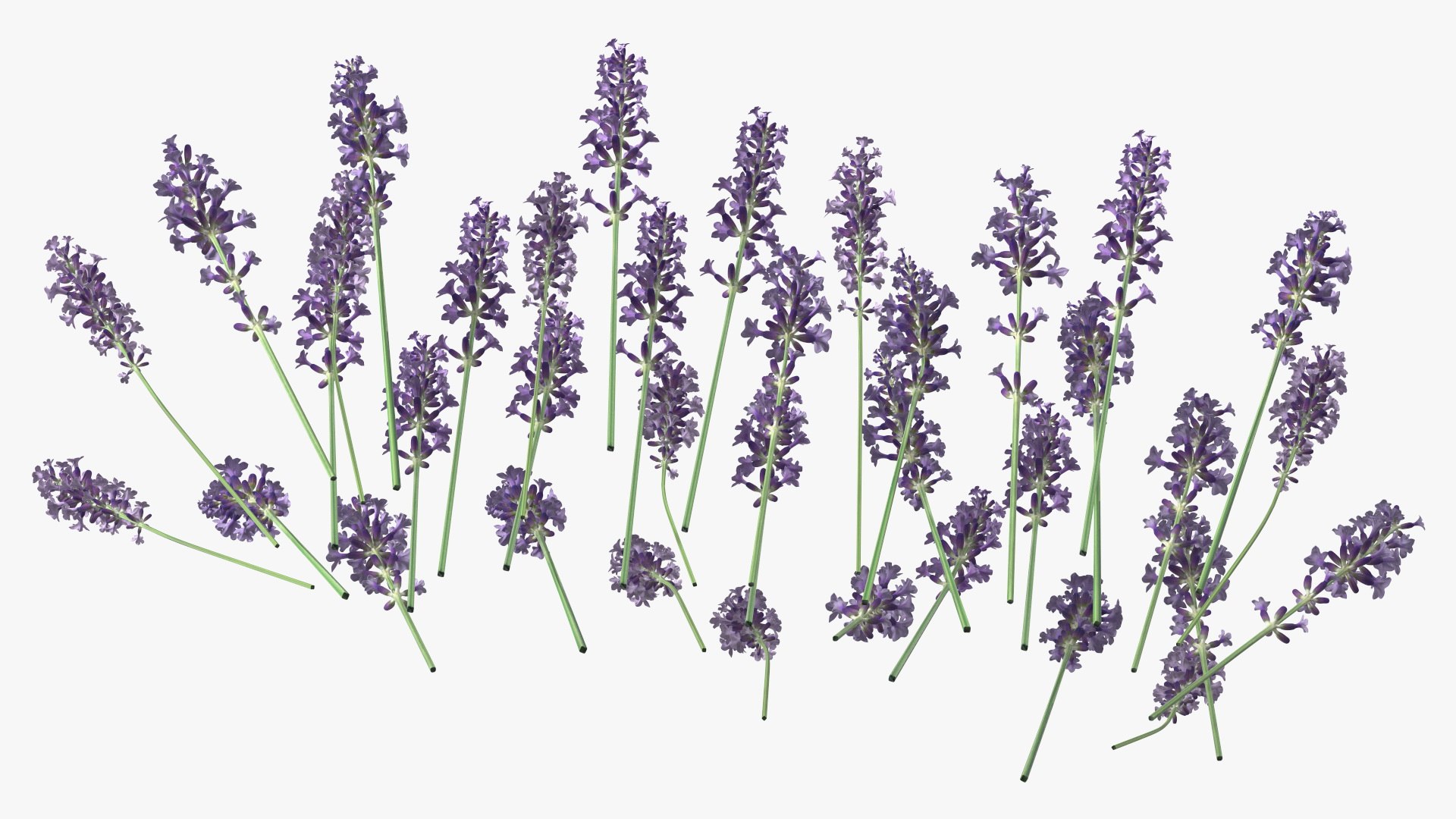 Cluster of Lavender Flower 3D model https://p.turbosquid.com/ts-thumb/az/RHqrEO/V4/clusteroflavenderflowerc4dmodel013/jpg/1708242923/1920x1080/fit_q87/eb7d7f812dad606c1d290fc5841d4160835884a1/clusteroflavenderflowerc4dmodel013.jpg