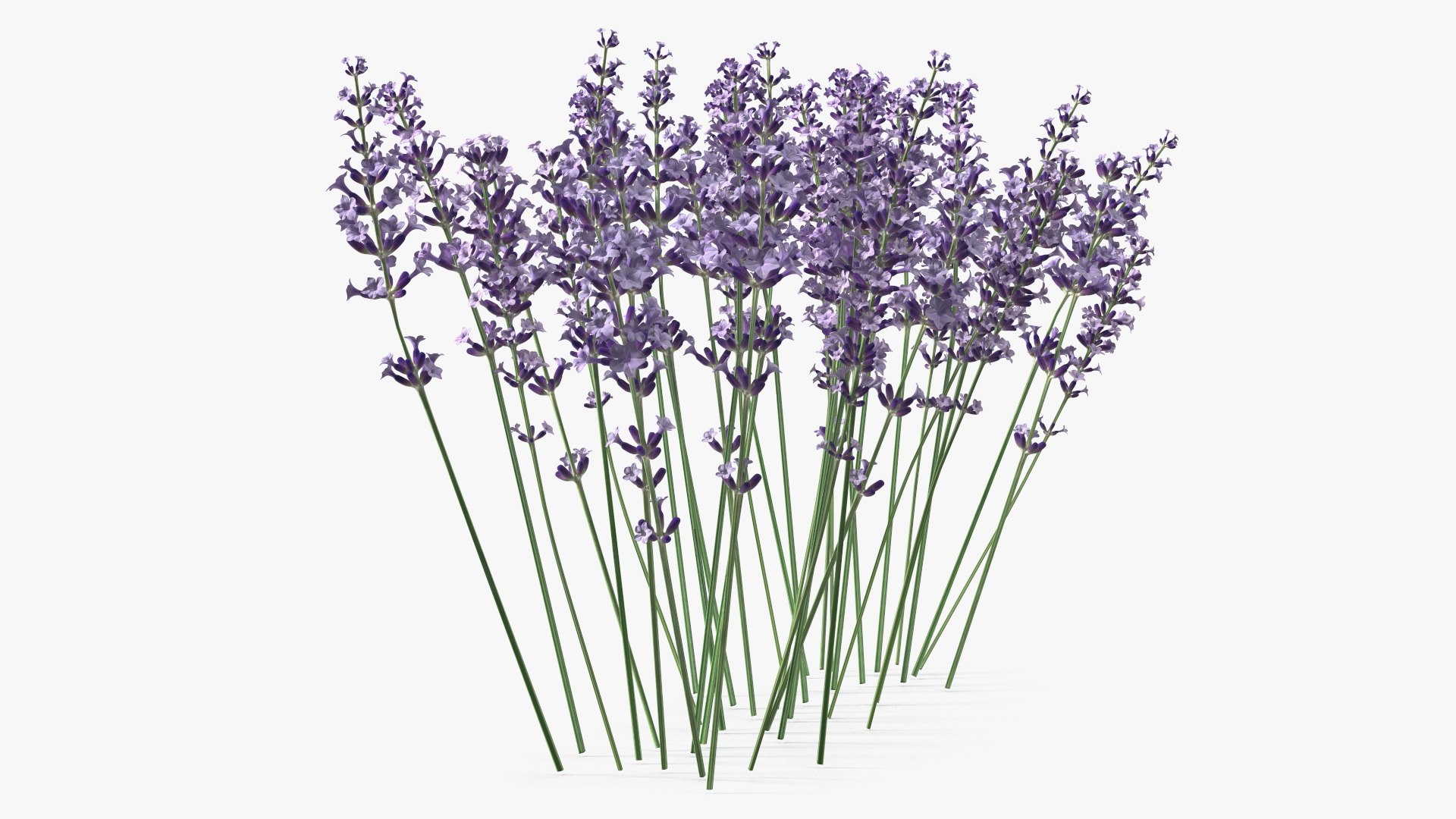 Cluster of Lavender Flower 3D model https://p.turbosquid.com/ts-thumb/az/RHqrEO/V6/clusteroflavenderflowerc4dmodel010/jpg/1708242912/1920x1080/fit_q87/c1ed1b6cb69fae7c87c07d08617023909749b92a/clusteroflavenderflowerc4dmodel010.jpg