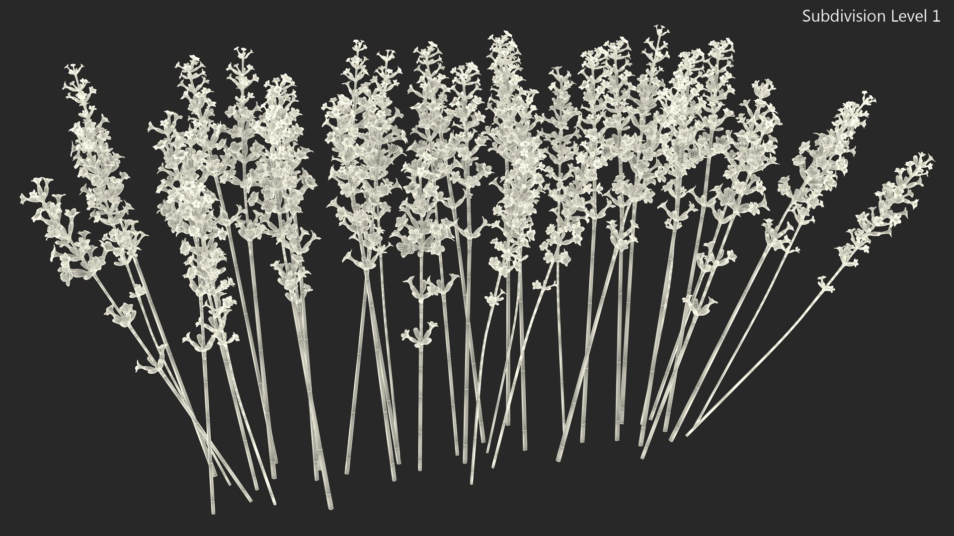 Cluster of Lavender Flower 3D model https://p.turbosquid.com/ts-thumb/az/RHqrEO/bn/clusteroflavenderflowerc4dmodel019/jpg/1708242945/1920x1080/fit_q87/3c45f40454c18b237e559d28ebf3daa0a0c03ca7/clusteroflavenderflowerc4dmodel019.jpg