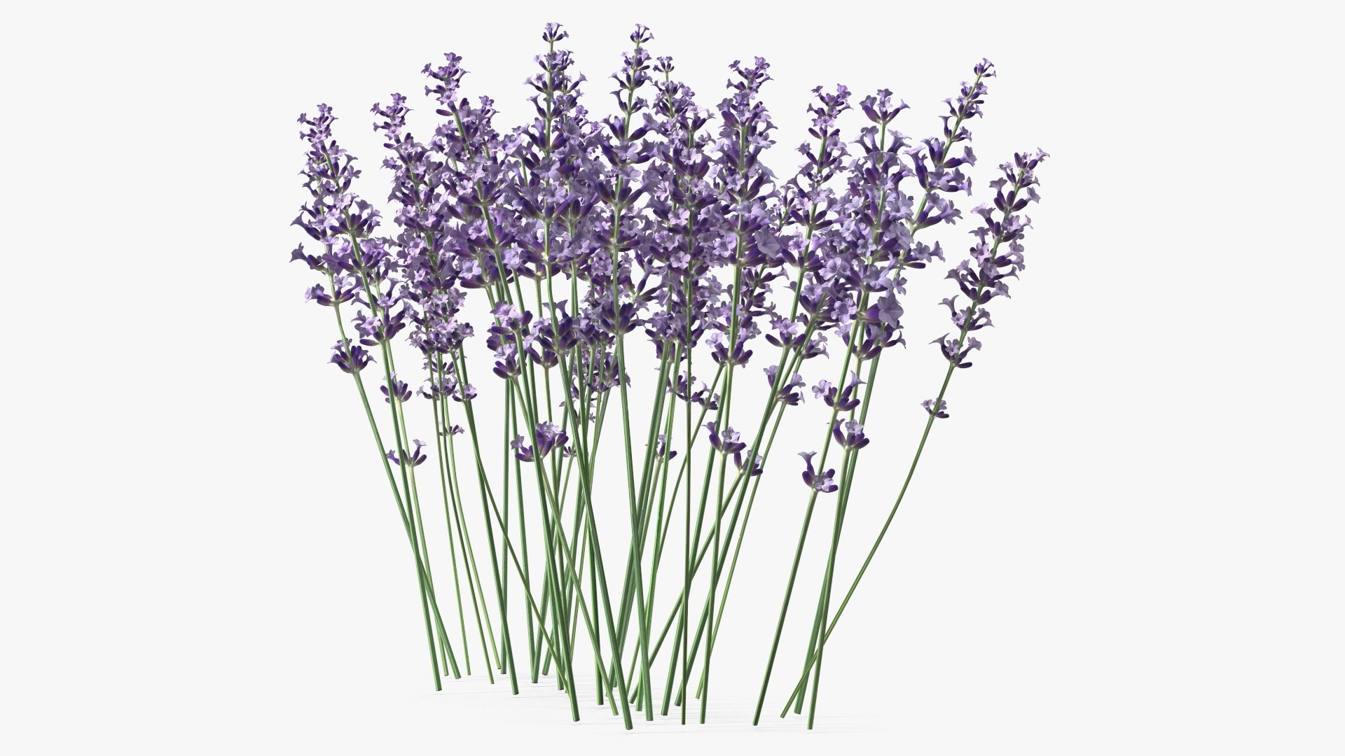 Cluster of Lavender Flower 3D model https://p.turbosquid.com/ts-thumb/az/RHqrEO/c6/clusteroflavenderflowerc4dmodel011/jpg/1708242916/1920x1080/fit_q87/fb0703f586e2c1f2d2830873890b664d7a85ae77/clusteroflavenderflowerc4dmodel011.jpg