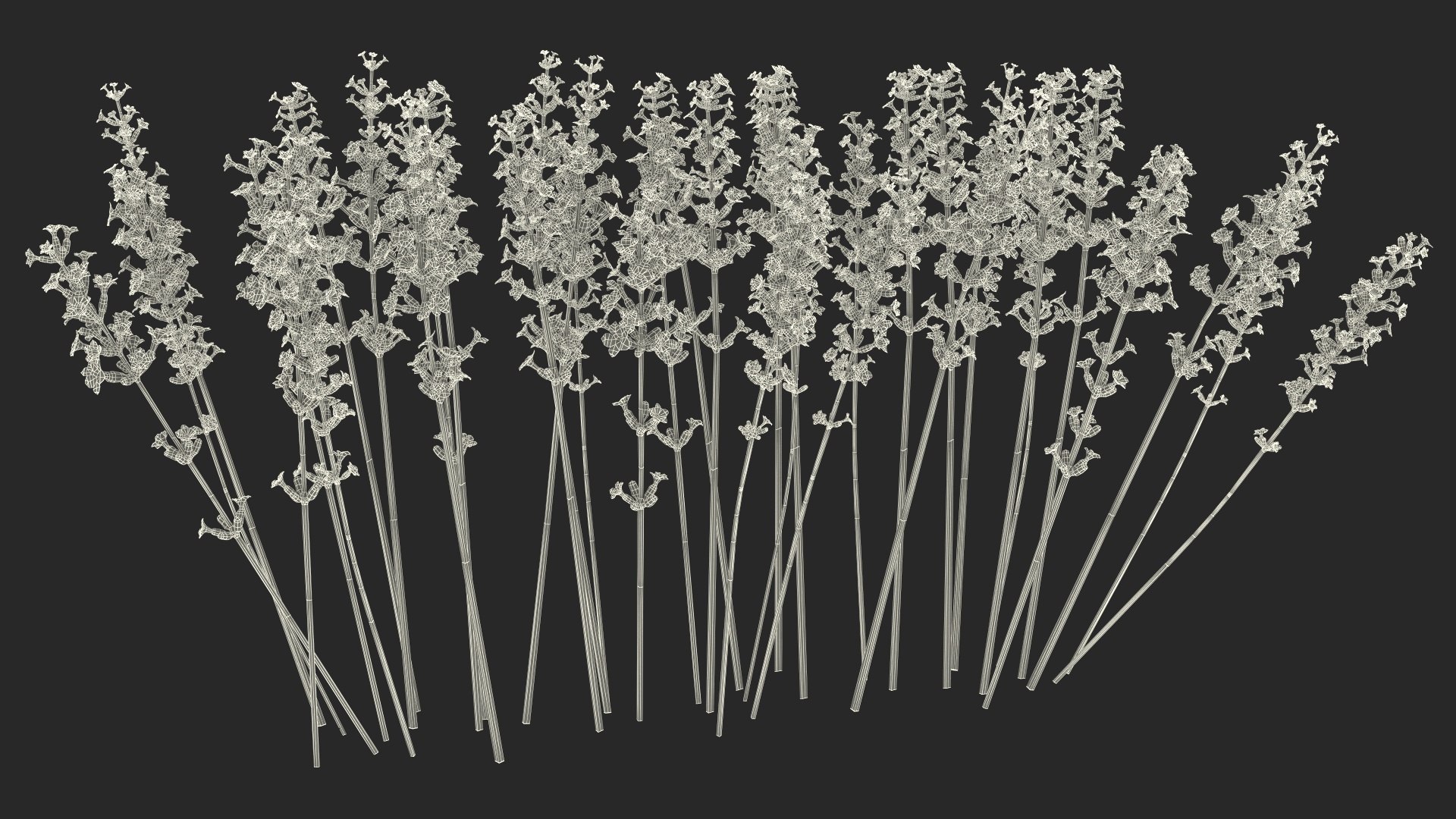 Cluster of Lavender Flower 3D model https://p.turbosquid.com/ts-thumb/az/RHqrEO/in/clusteroflavenderflowerc4dmodel027/jpg/1708242975/1920x1080/fit_q87/fca0c0d6b08e7571147b4756b7efd25cc4ce6e89/clusteroflavenderflowerc4dmodel027.jpg
