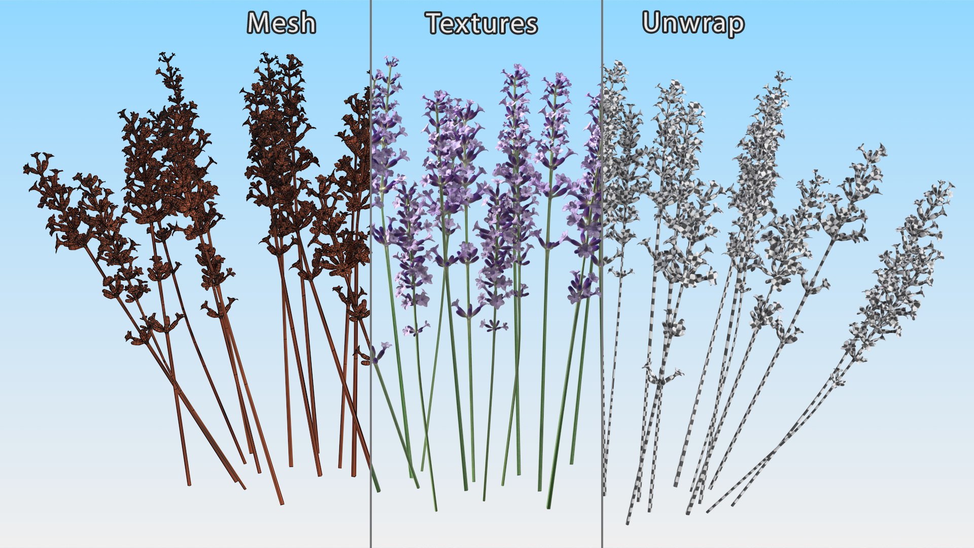 Cluster of Lavender Flower 3D model https://p.turbosquid.com/ts-thumb/az/RHqrEO/lj/clusteroflavenderflowerc4dmodel017/jpg/1708242938/1920x1080/fit_q87/1c2489872cb58a28b2fc3f93fd15993ecce9aaaa/clusteroflavenderflowerc4dmodel017.jpg