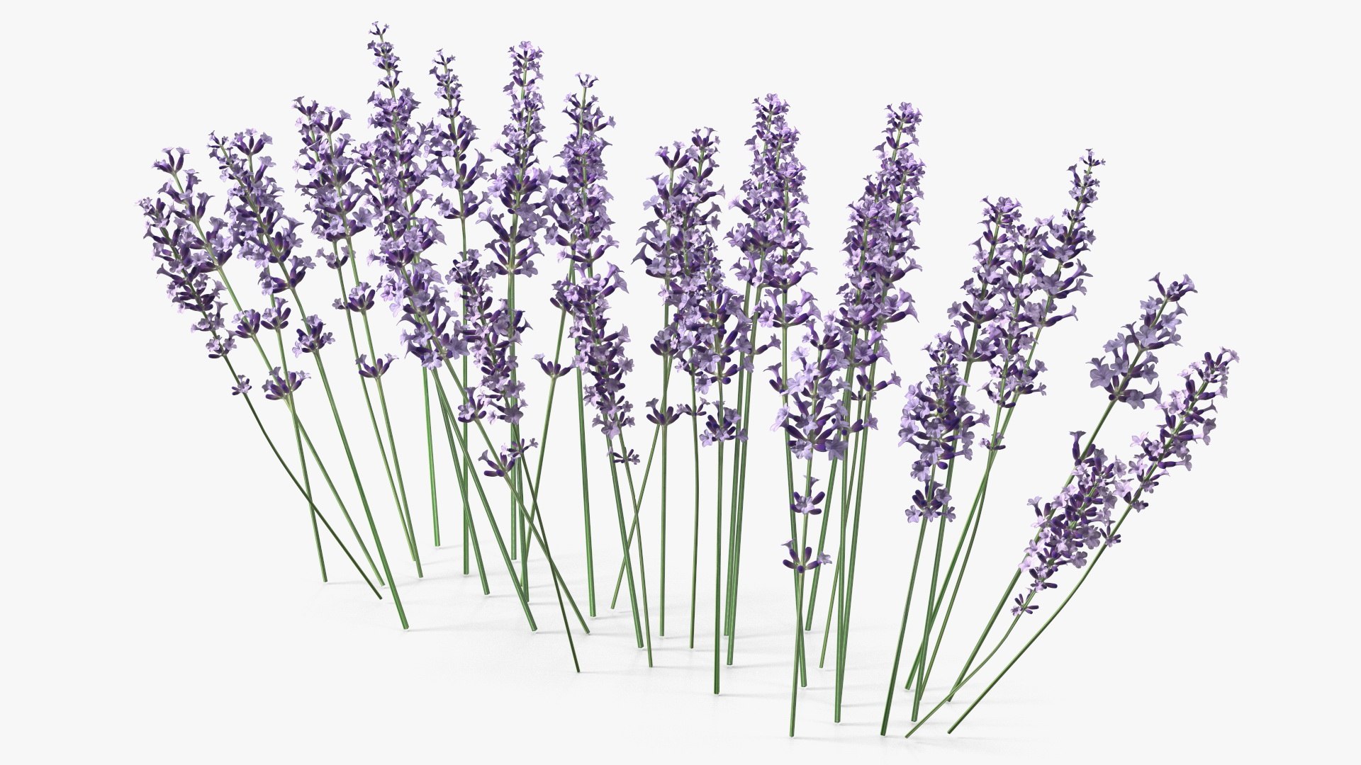 Cluster of Lavender Flower 3D model preview
