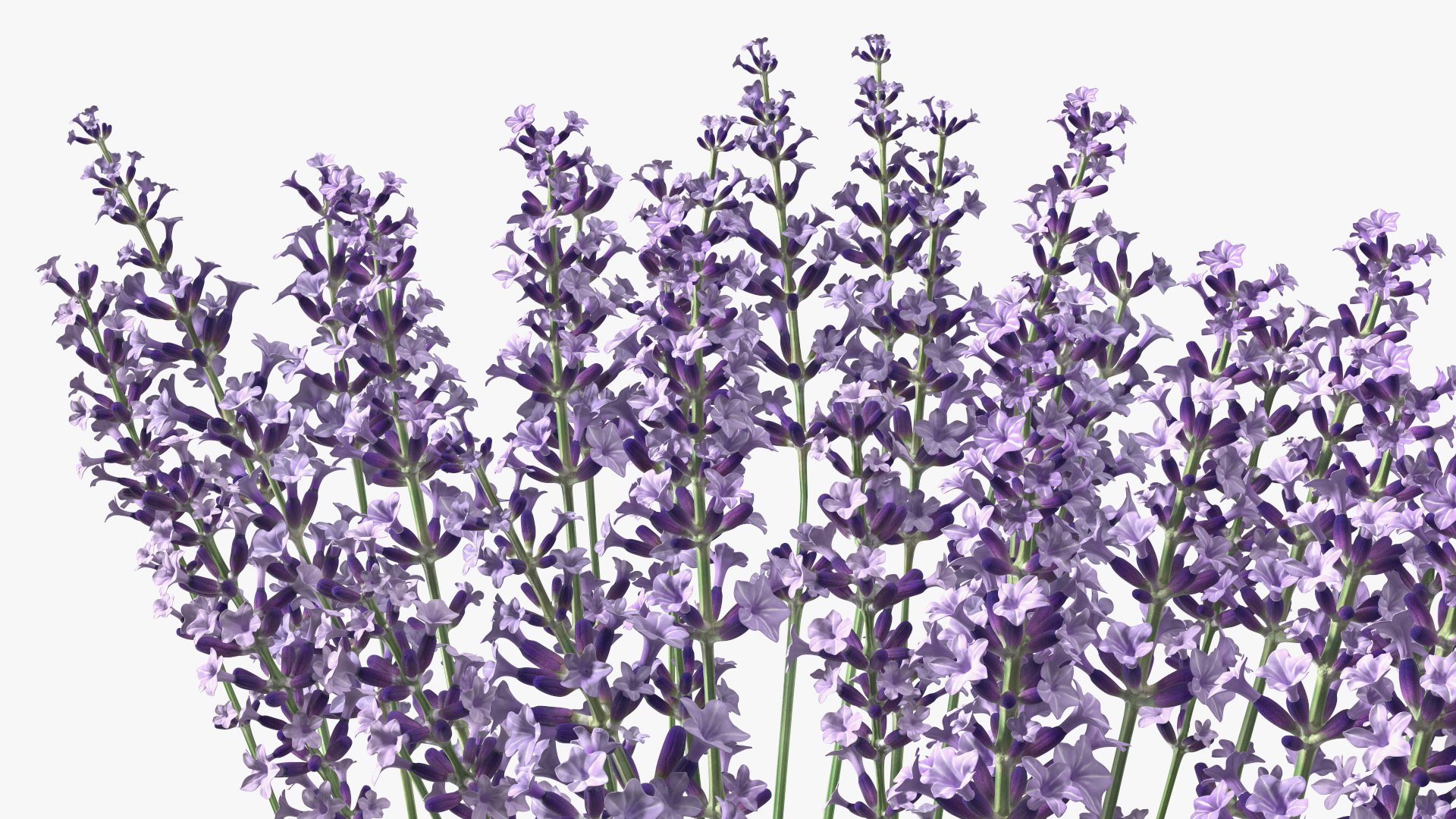 Cluster of Lavender Flower 3D model https://p.turbosquid.com/ts-thumb/az/RHqrEO/tK/clusteroflavenderflowerc4dmodel015/jpg/1708242930/1920x1080/fit_q87/ec1acaf69ea4ea77ae412a6b8ef87fd6bd4612dc/clusteroflavenderflowerc4dmodel015.jpg
