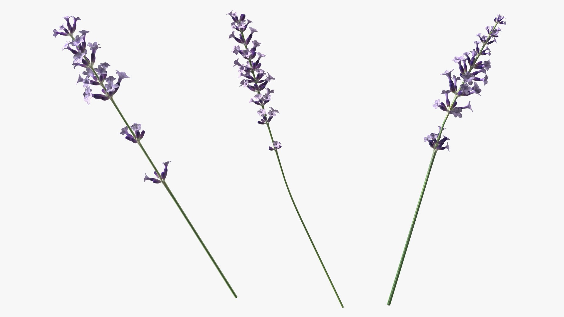 Cluster of Lavender Flower 3D model https://p.turbosquid.com/ts-thumb/az/RHqrEO/yy/clusteroflavenderflowerc4dmodel016/jpg/1708242934/1920x1080/fit_q87/49ae6b823693fe593360b4de548604e68a3a570a/clusteroflavenderflowerc4dmodel016.jpg